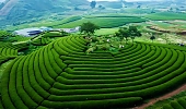 Mộc Châu
